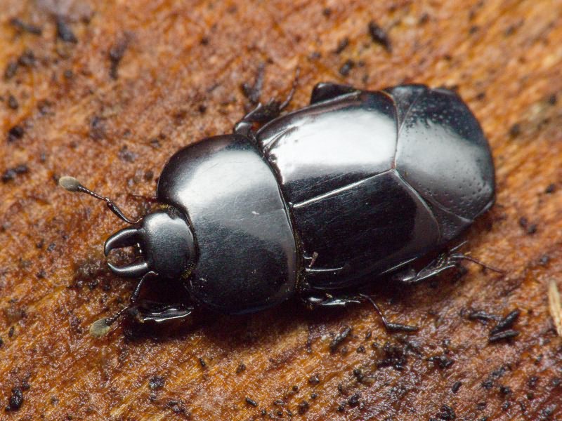 Hololepta plana (Sulzer, 1776)